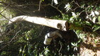 HKU utilised innovative biological identification technology to achieve a significant breakthrough in combating environmental crimes. This photo shows an illegally harvested incense Tree